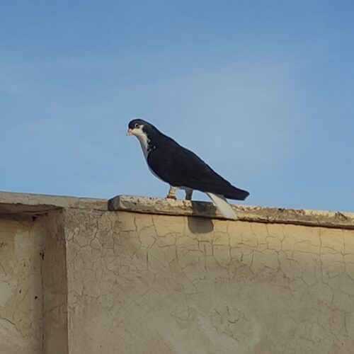 خوشرنگ سیاه