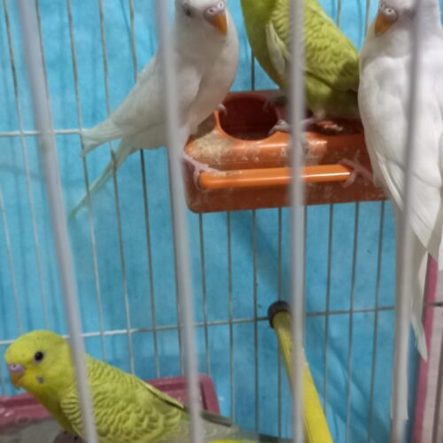 مرغ عشق قناری فنج عروس هلندی کفتر