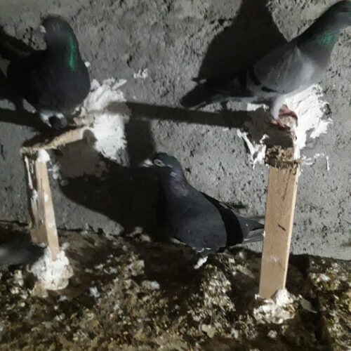 کفتر دورگ
