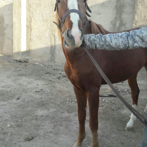 اسب سواری نژاد دار دو خون