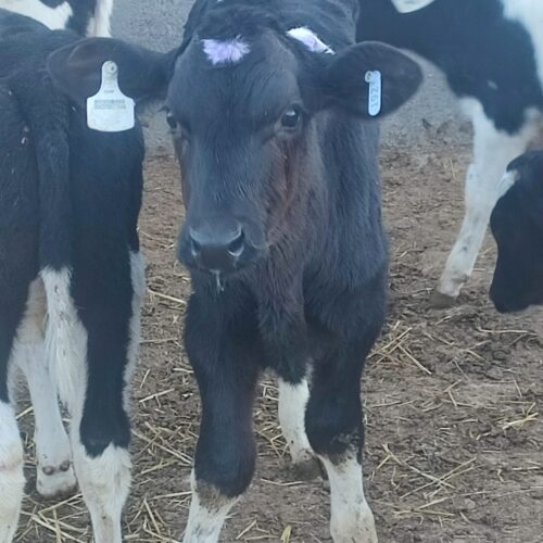 فروش گوساله هلشتاین