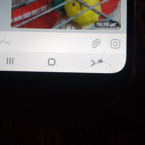 فروش مرغ عشق