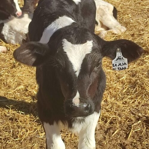 فروش گوساله هلشتاین