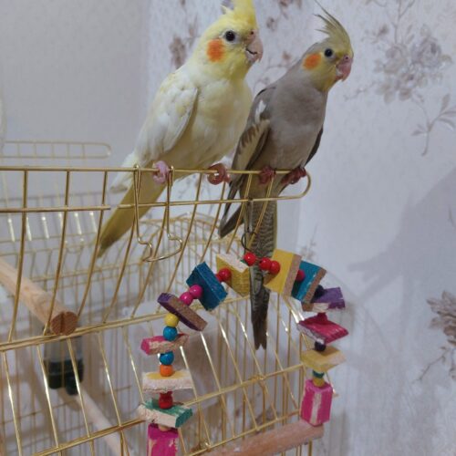 عروس هلندی نر و ماده