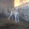 توله 16 ماه