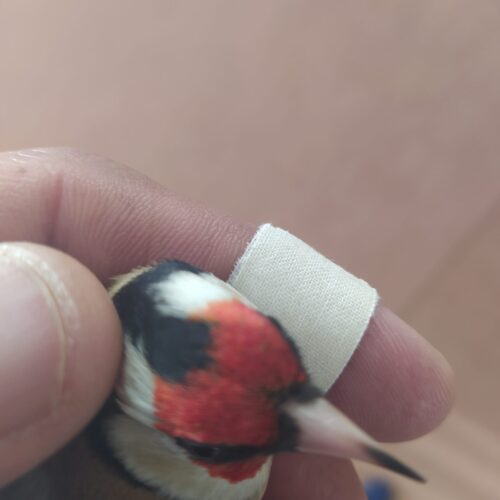 شاه سهره نقاب بلند