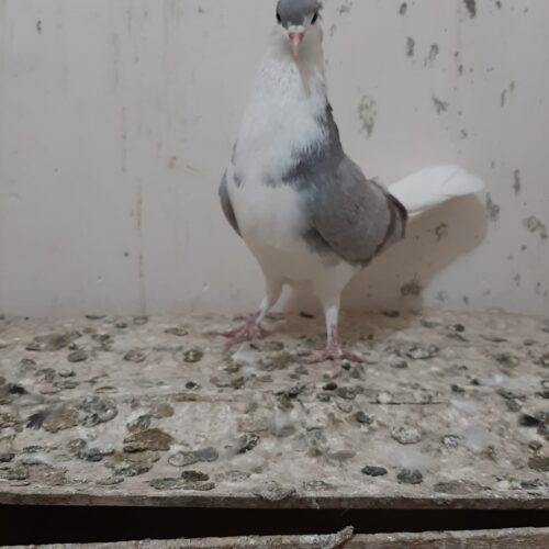 ماده دمگیر پیازی دولا