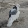 کبوتر