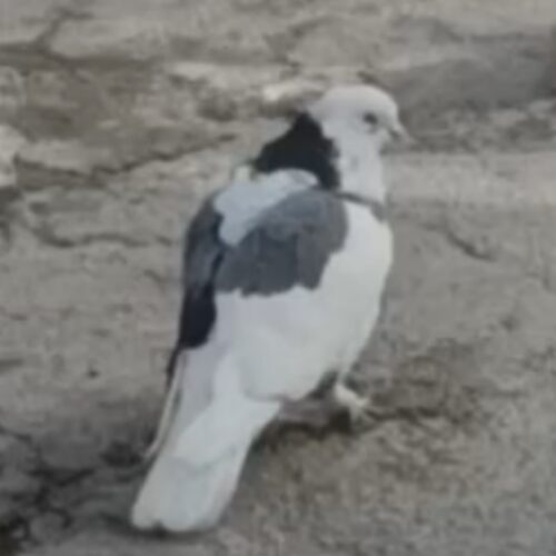 کبوتر