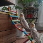 پرنده عروس هلندی دستی راه شده