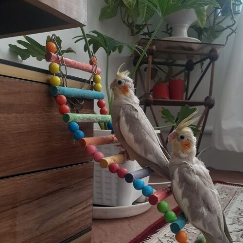 پرنده عروس هلندی دستی راه شده