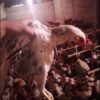 جوجه خروس و مرغ محلی