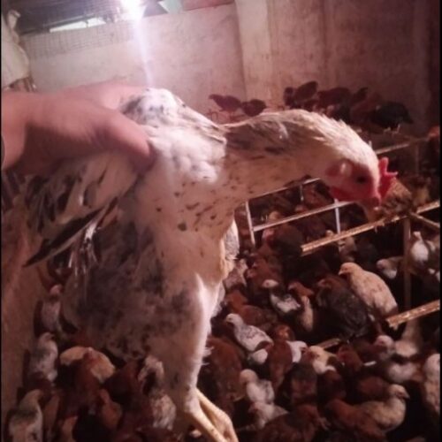 جوجه خروس و مرغ محلی