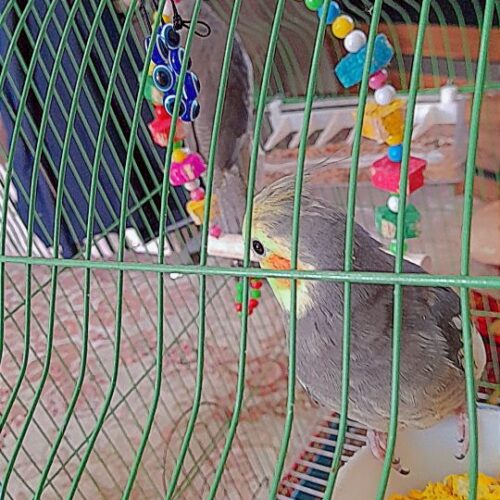 عروس هلندی جفت آماده جفت گیری