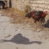 مرغ لاری