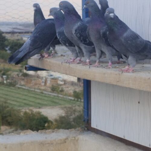 کبوتر کفتر کارنامه دار گرویی عطیقه گنجه بر