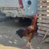 دوعددخروس اصیل