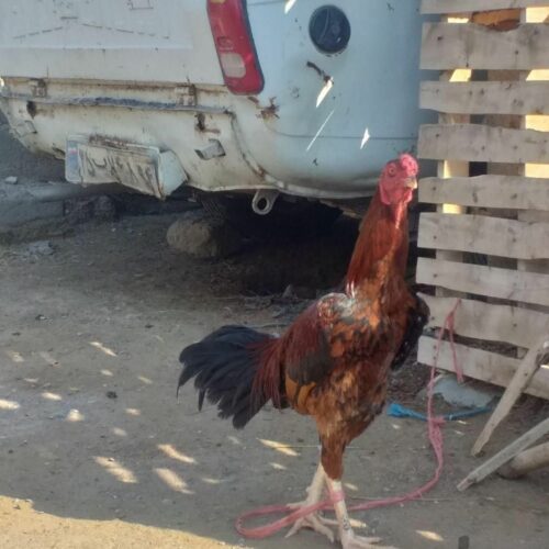 دوعددخروس اصیل