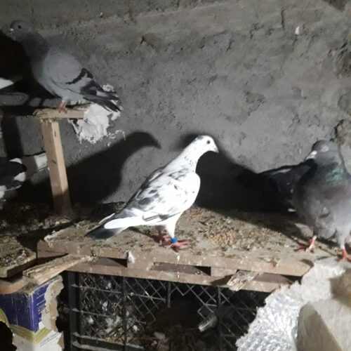 کفتر دورگ