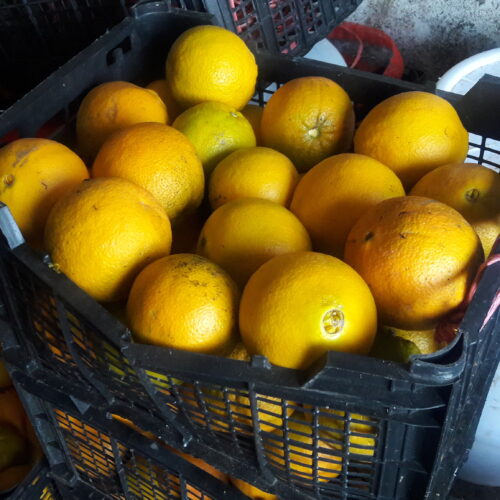 فروش انواع چای و برنج و پرتقال و نارنج شمال