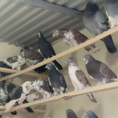 کبوتر کفتر کارنامه دار گرویی عطیقه گنجه بر