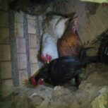 مرغ عربی بشرط اماده به تخم
