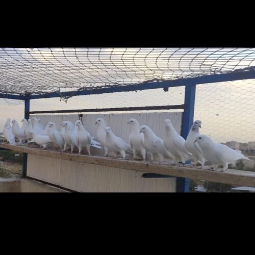 کبوتر کفتر کارنامه دار گرویی عطیقه گنجه بر