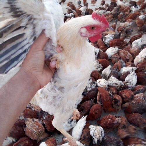 جوجه خروس و مرغ محلی