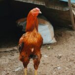 مرغ خروس لاری اصل