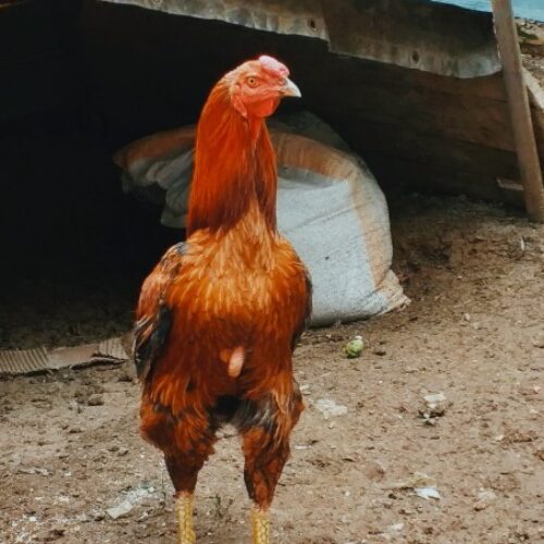 مرغ خروس لاری اصل