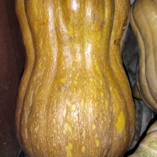 چغندر. شلغم. کدو. کلم. پیاز. سیب زمینی. پرتقال