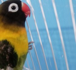 کوتوله برزیل نر بازیگوش در حال پر ریزی است