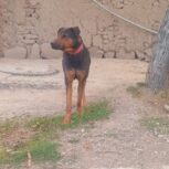 سگ  نگهبان .شکاری