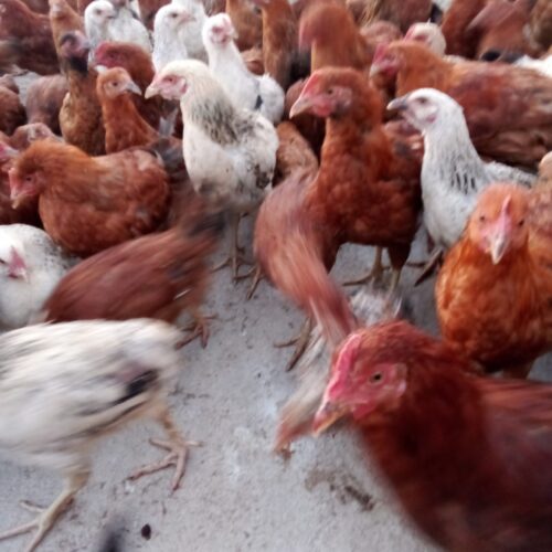 جوجه خروس و مرغ محلی