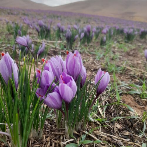 زعفران اصل با طعم خاص