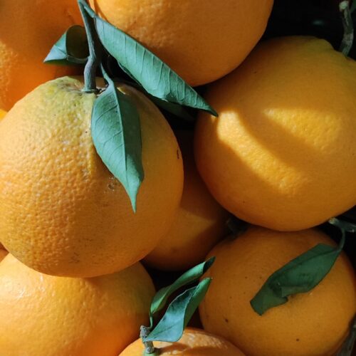 میوه خورده و عمده