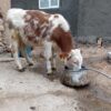 گوساله سیمینتال نر
