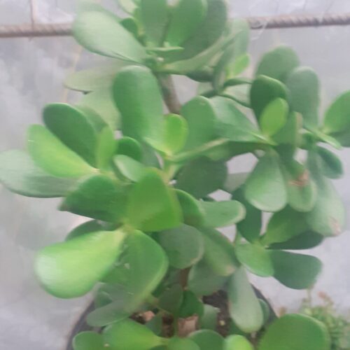 گل وگیاه