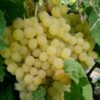 نهالستان سبز سلیمی
