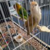 کوتوله با قیمت مناسب