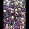 روغن زیتون فرابکر عمده جنوب