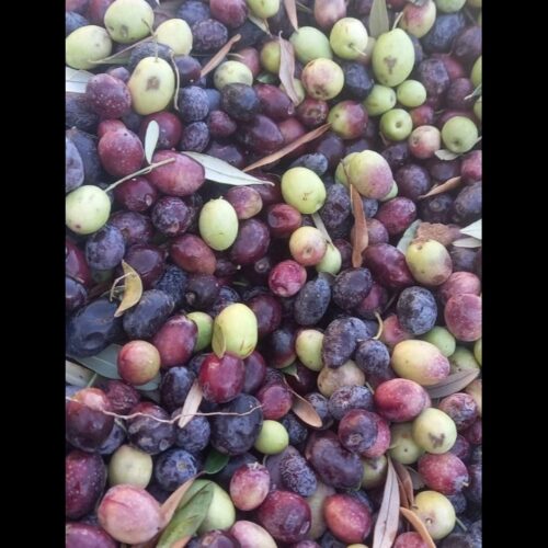 روغن زیتون فرابکر عمده جنوب