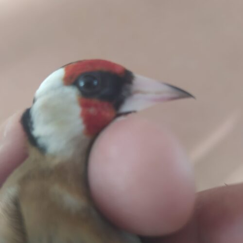 شاه سهره نقاب بلند