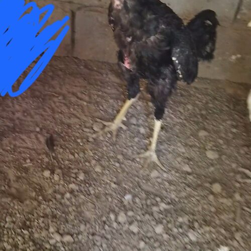 خروس ومرغ لاری