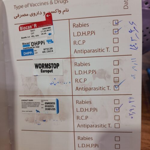 سگ نژاد پامر اشپیتز فنجونی