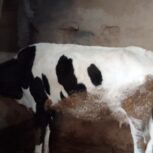 گاو با گوساله