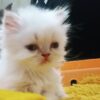 توله های هیمالین هم نر هم ماده