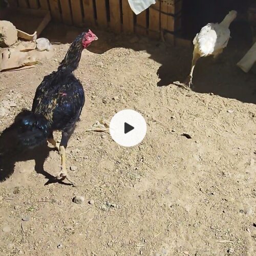 خروس ومرغ لاری