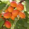 نهالستان سبز سلیمی