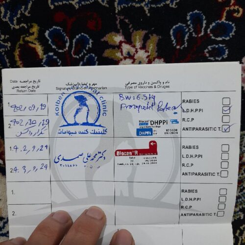 سگ اشپیدز دورگه